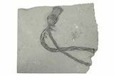 Fossil Crinoid (Platycrinites) - Crawfordsville, Indiana #232148-1